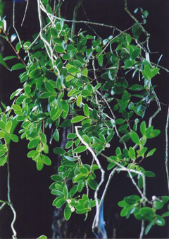 ヤドリコケモモ(山下弘氏 撮影)写真