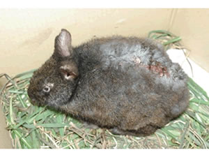 ノイヌに襲われたアマミノクロウサギ(徳之島)写真