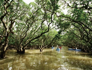 奄美大島 マングローブ原生林をカヌーでくだる