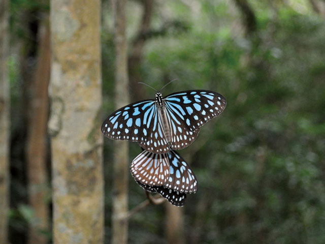リュウキュウアサギマダラ写真