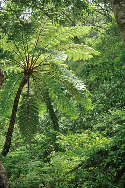 ヒカゲヘゴ写真