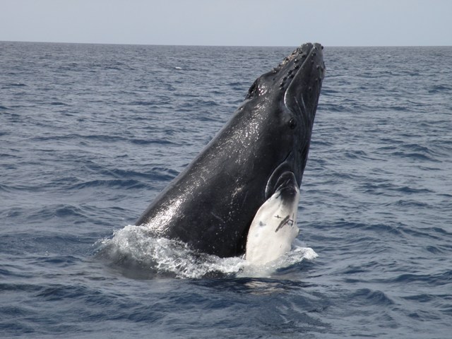 ザトウクジラ写真