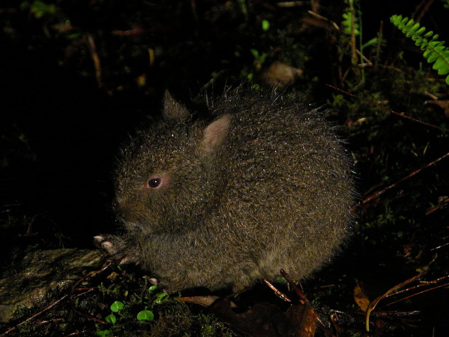アマミノクロウサギ Pentalagus furnessi (幼獣)