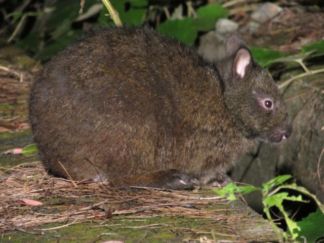 アマミノクロウサギ Pentalagus furnessi (成獣)