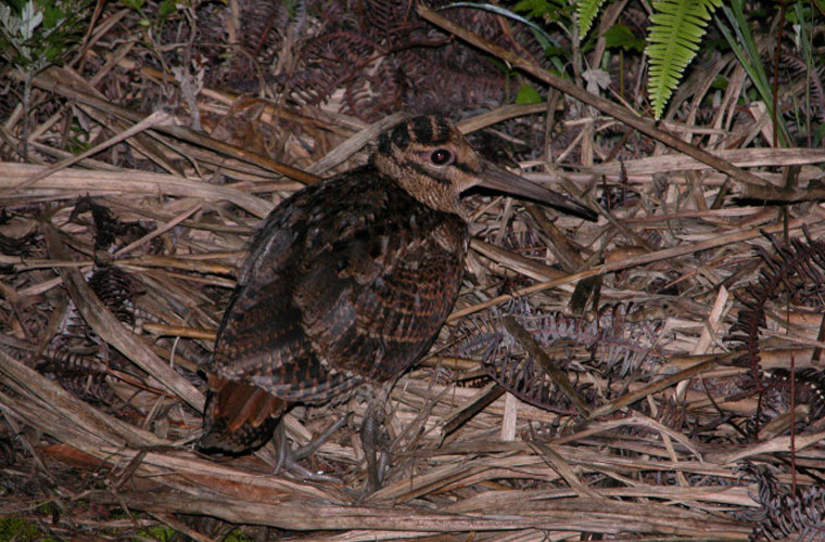 アマミヤマシギ Scolopax mira