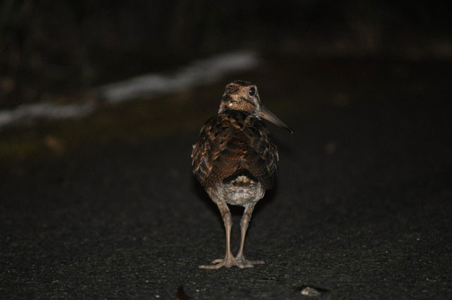 道路上に現れたアマミヤマシギの写真