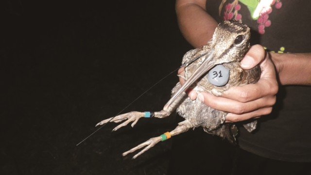 電波発信機を装着したアマミヤマシギの写真