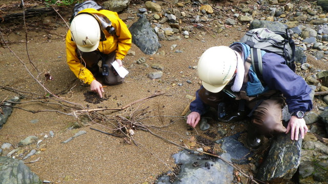 フン粒数調査の様子