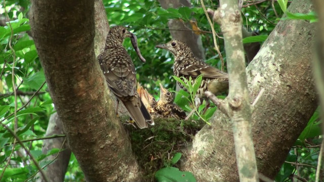 オオトラツグミの子育て写真