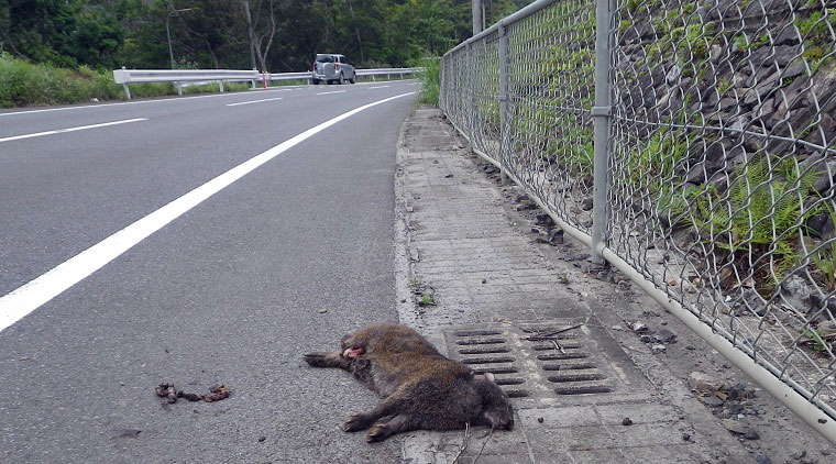 交通事故にあったアマミノクロウサギ写真