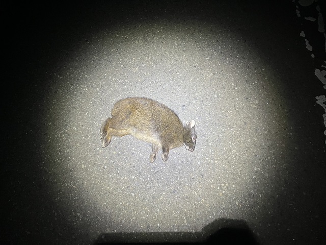 交通事故に遭ったアマミノクロウサギの近景写真