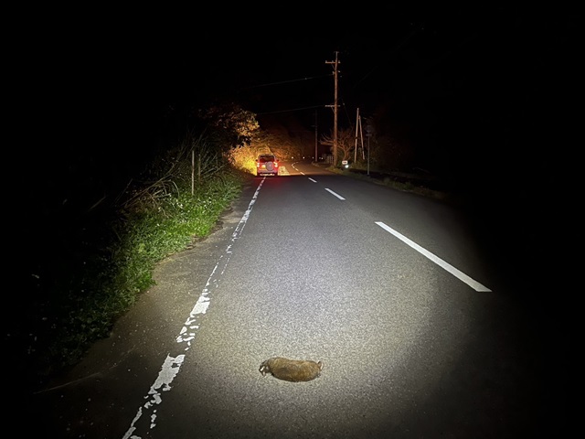 交通事故に遭ったアマミノクロウサギの遠景写真