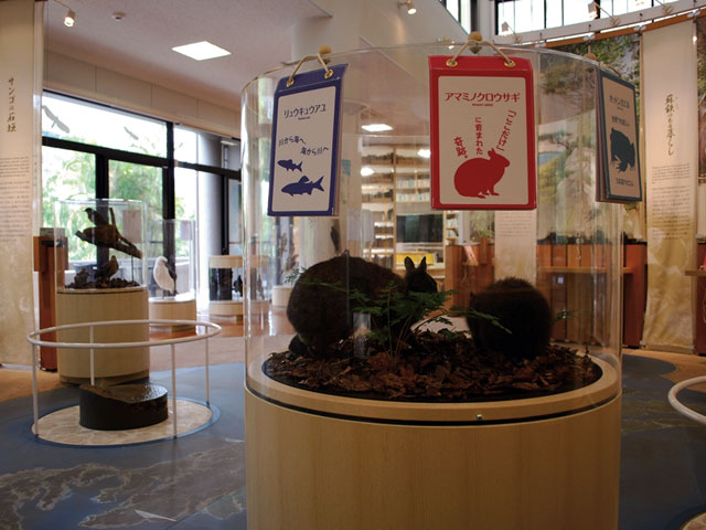 アマミノクロウサギのはく製