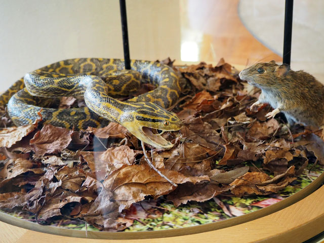 毒蛇ハブの再現