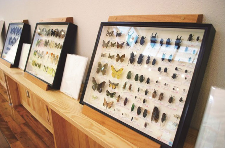 奄美群島に生息する昆虫の標本