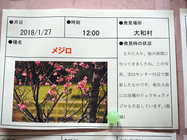 メジロの観察情報