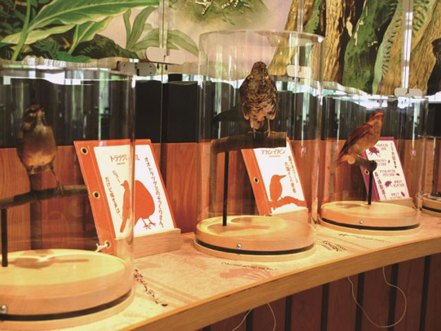 野鳥たちのはく製