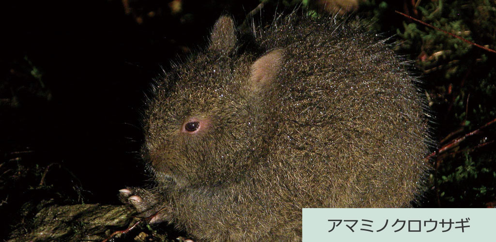 アマミノクロウサギ