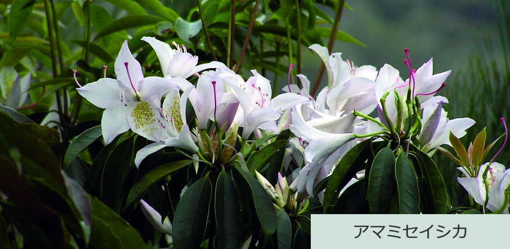 アマミセイシカ