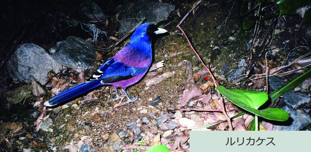 ルリカケス