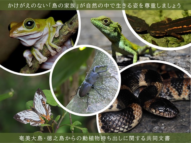 アマミアオガエル、オキナワキノボリトカゲ、シリケンイモリ、アマミノコギリクワガタ、イシガケチョウ、アカマタの写真