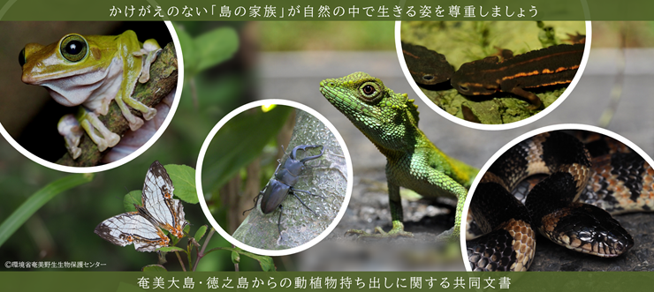 奄美の生き物の写真と共同文書の説明文。