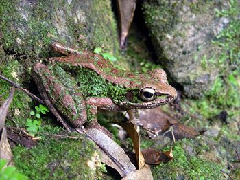 アマミハナサキガエル