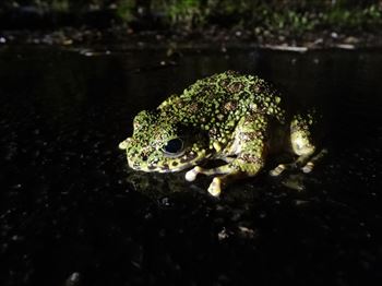 アマミイシカワガエル