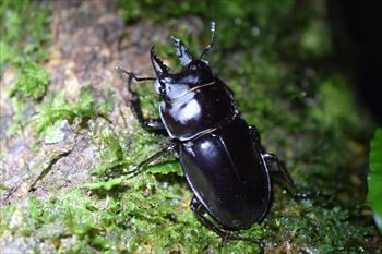 アマミマルバネクワガタ