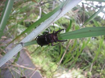 アマミミヤマクワガタ