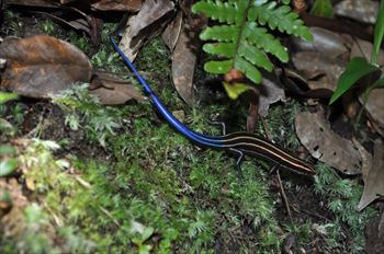 バーバートカゲ