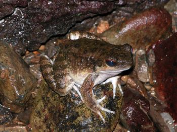 オットンガエル