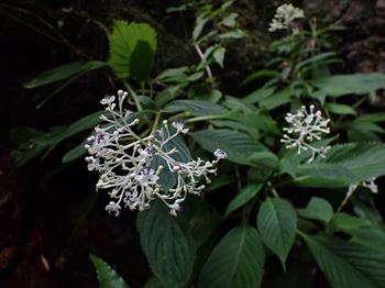 アマミクサアジサイ