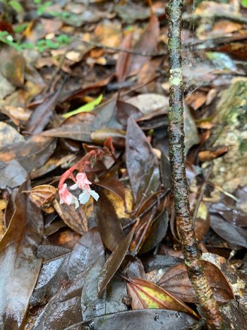 ヒメシラヒゲラン