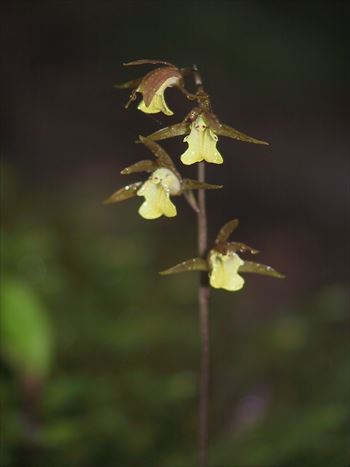 ヒメトケンラン