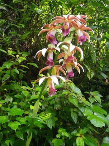 カクチョウラン