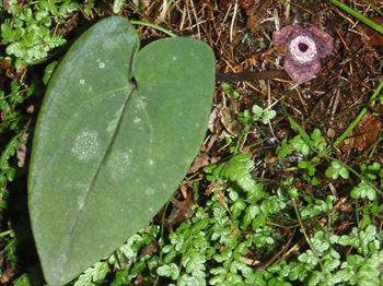 ミヤビカンアオイ