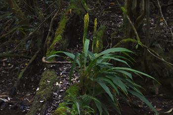 レンギョウエビネ