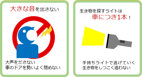 夜間の野生動物観察ルール4