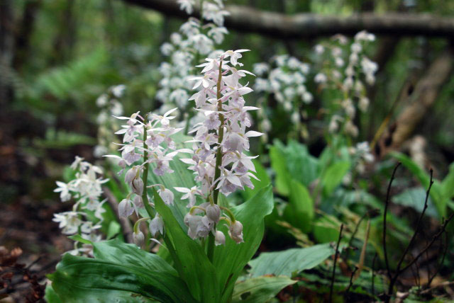 アマミエビネ写真