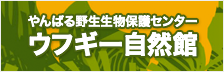 やんばる野生生物保護センター ウフギー自然館(リンク)