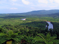 仲間川のマングローブ林