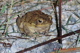 浦添市港川で発見・捕獲されたオオヒキガエル１