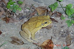 浦添市港川で発見・捕獲されたオオヒキガエル２