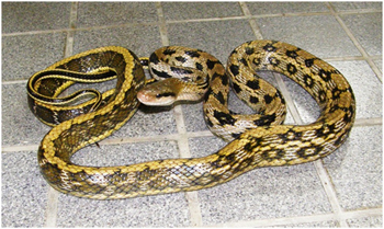 タイワンスジオ