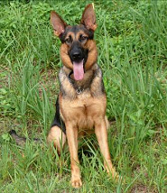 図４．マングース探索犬