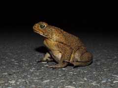 オオヒキガエル