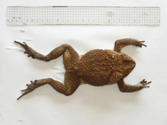 オオヒキガエル