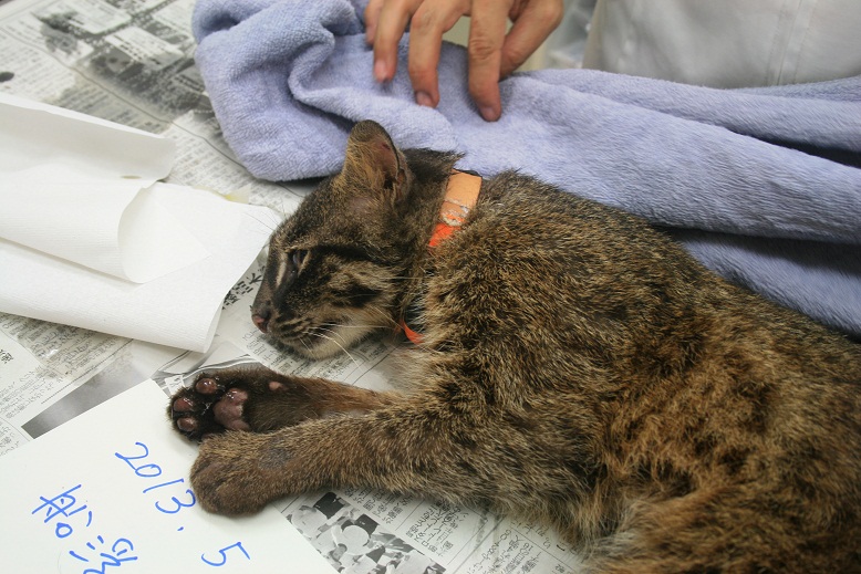 発信器装着状態