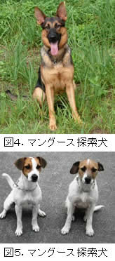 マングース探索犬（シェパード、図４）（テリア、図５)